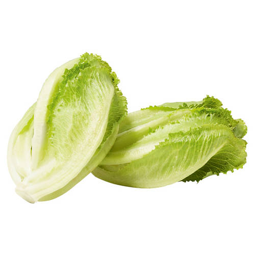 Baby Cos Lettuce 2 Pack Product Image Front shot 01